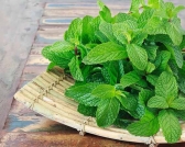 Xông bạc hà có tác dụng gì? Cách xông hơi bạc hà đúng cách