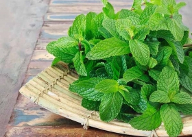 Xông bạc hà có tác dụng gì? Cách xông hơi bạc hà đúng cách